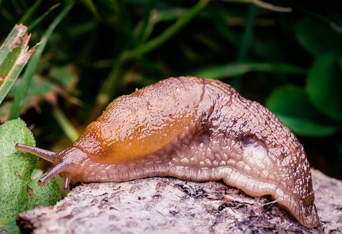 Slugs and Snails are no longer garden pests - not in my books!